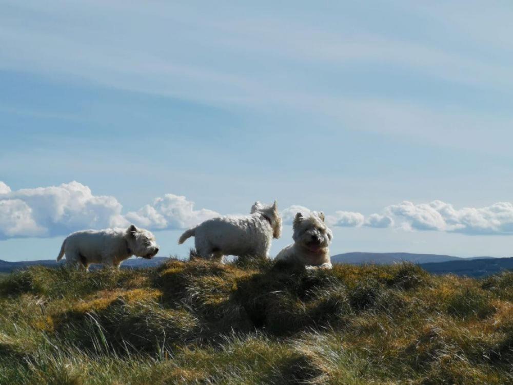 Balbeg Cottage Straiton Esterno foto